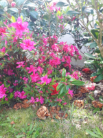 Azalea Japnica rose